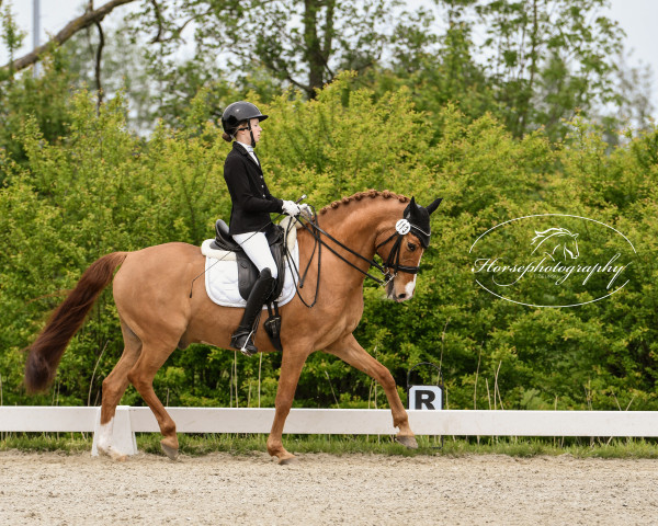 dressage horse D'Johnny (German Riding Pony, 2006, from FS Don't Worry)