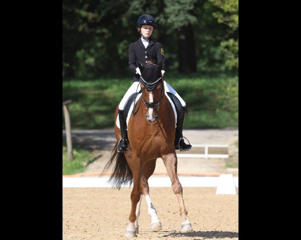 dressage horse Dismero K (Hanoverian, 2014, from Deveraux 3)