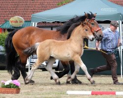 horse Aabuur (Rheinisch-Deutsches Kaltblut, 2016, from Adoro)