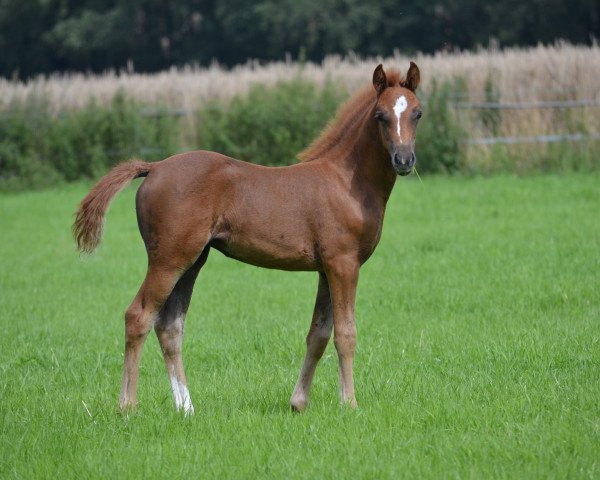 Dressurpferd Donna Lieselotta W (Deutsches Reitpony, 2023, von Tackmanns Don Alonso NRW)