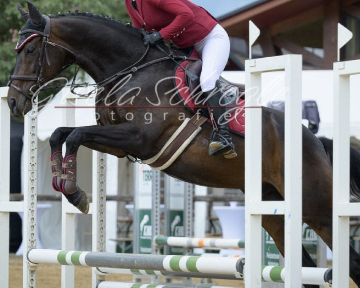 horse Morgan xx (Thoroughbred, 2014, from Durante Alighieri xx)