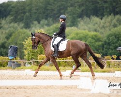 dressage horse Bommerlunder 4 (Westphalian, 2017, from Baccardi)