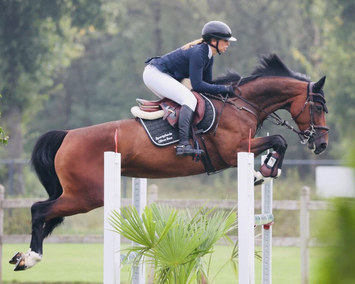 jumper Bold Type (Hanoverian, 2017, from Brantzau)