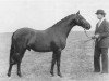 stallion Fall Edge Sundance (British Riding Pony, 1980, from Basford Elite)