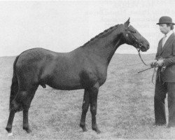 stallion Fall Edge Sundance (British Riding Pony, 1980, from Basford Elite)