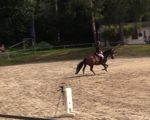 Reitturnier Lgl.-Oberhain, B95 2021
