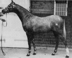 horse Deanhills Guillimot (British Riding Pony, 1991, from Sandbourne Royal Ensign)