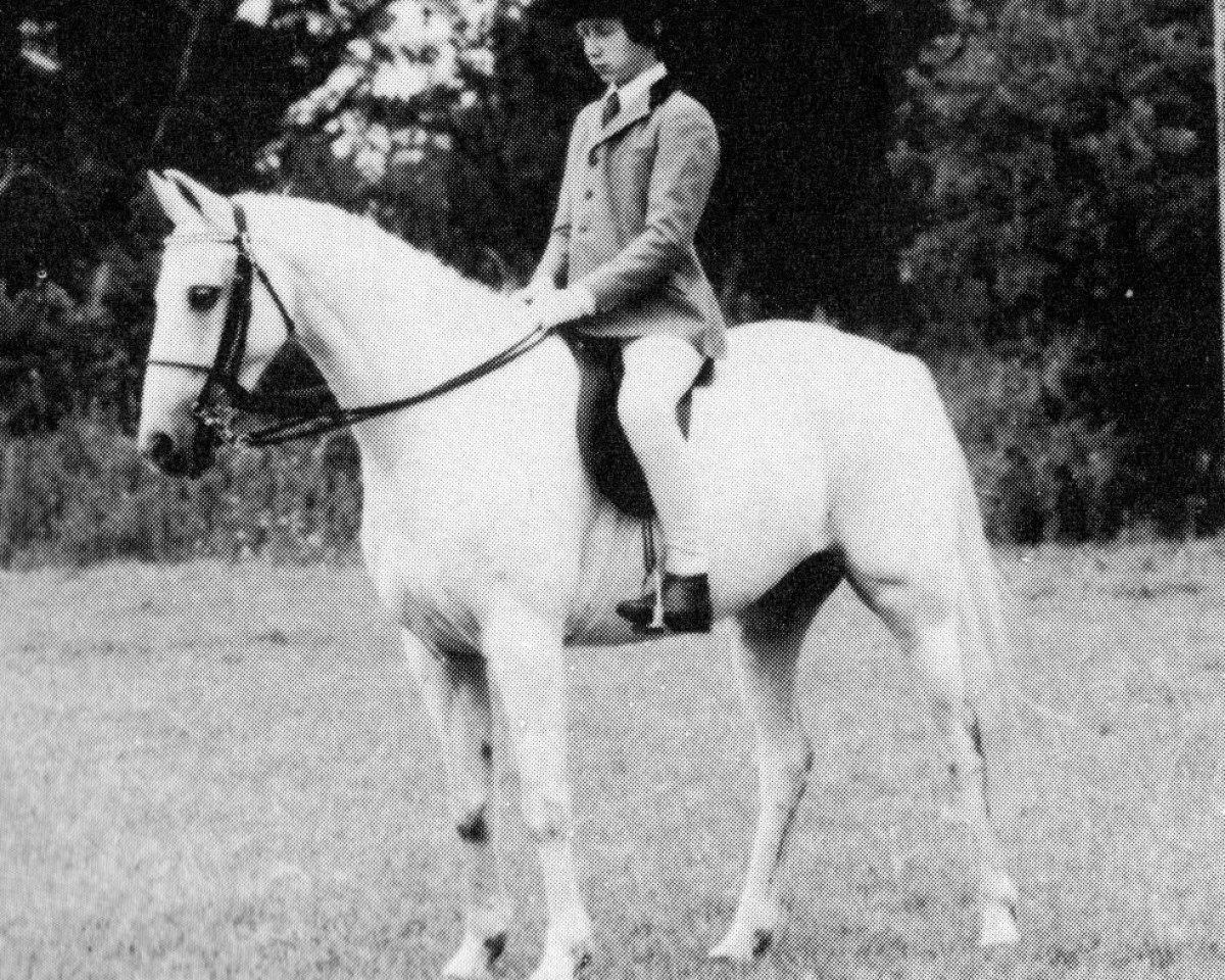 Pferd Cusop Script (Welsh Pony (Sek.B), 1969, von Cusop Hoity-Toity)