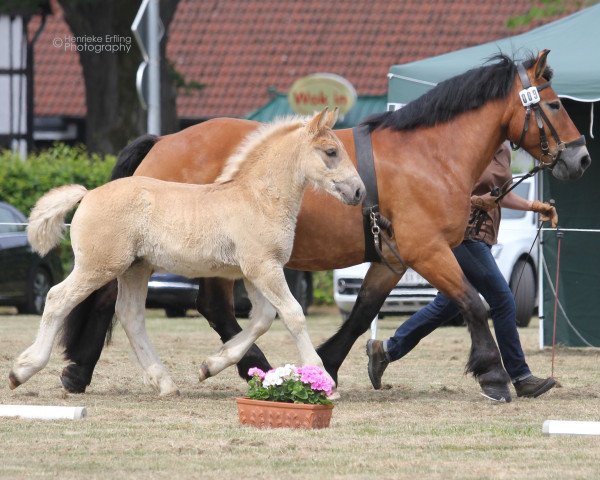 horse Armin (Westphalian, 2016, from Adoro)