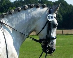 dressage horse Madrileno 3 (Pura Raza Espanola (PRE), 2007, from Jubiloso XII)