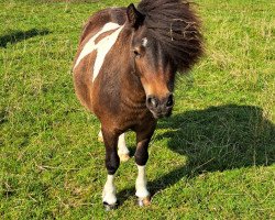 Zuchtstute Tinkerbell vom Elsensee (Shetland Pony, 2020, von Blackertor Island Paintbox)