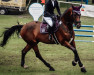 horse Sir Diamond 10 (Oldenburg, 2014, from Shamrock)