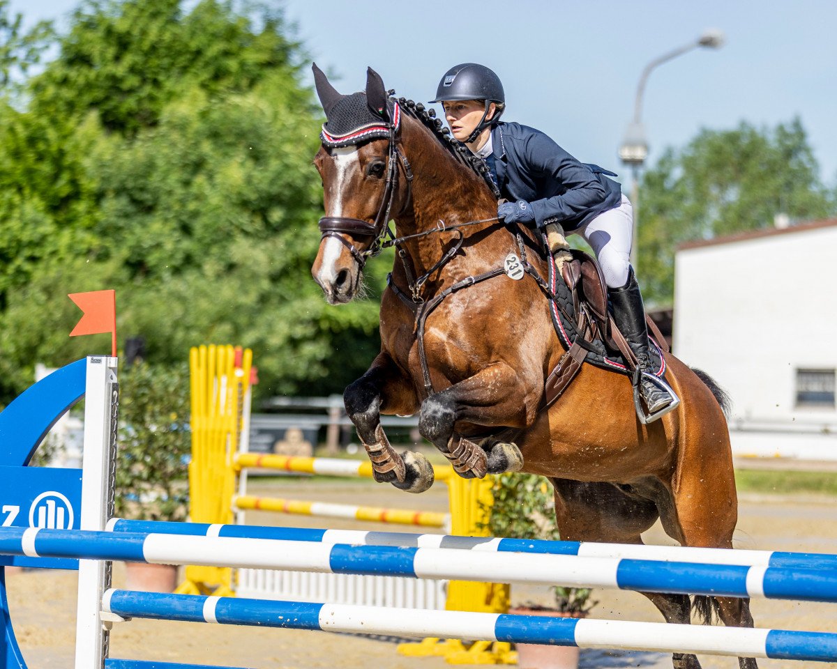 jumper HB Dalida (Holsteiner, 2011, from Calido I)