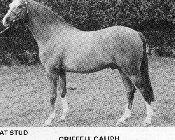 Pferd Criffell Caliph (British Riding Pony, 1976, von Wingrove Minkino)