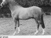 horse Criffell Caliph (British Riding Pony, 1976, from Wingrove Minkino)