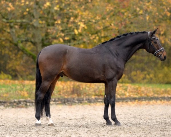 stallion Emotion de Saint Val (Selle Français, 2014, from Don Juan de Hus)