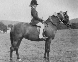 Zuchtstute Cosford Promise (British Riding Pony, 1973, von Silverdream)