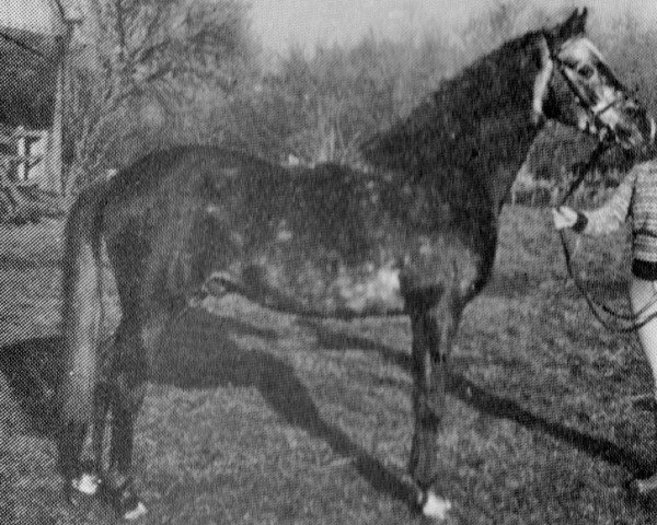 Pferd Chinook Fairytale (British Riding Pony, 1977, von Chinook Wayfarer)