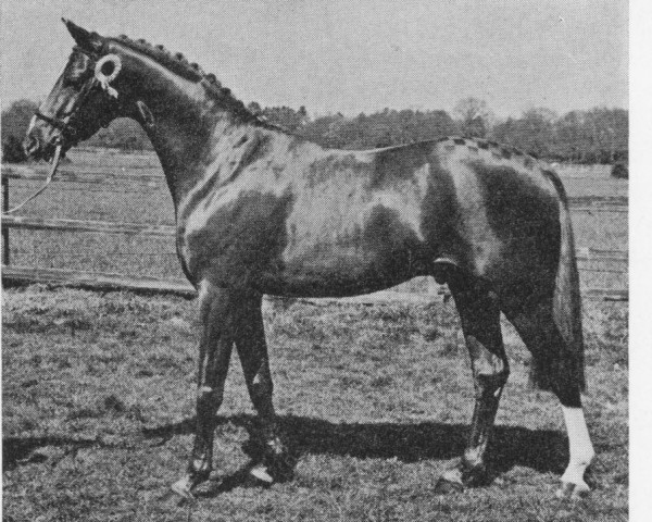 stallion Catherston Safe Deposit (British Riding Pony, 1971, from Bwlch Zingari)