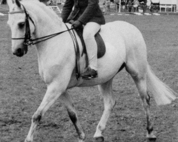 stallion Ambassador of Flawforth (British Riding Pony, 1973, from Bwlch Hill Wind)