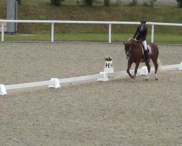 Reitturnier Bülach 2023