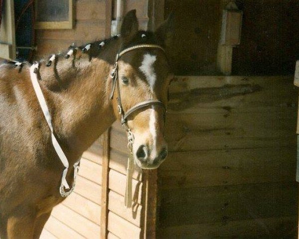 horse Fourwinds Crown Prince (Welsh Partbred, 1968, from Bwlch Valentino)