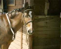 Pferd Fourwinds Crown Prince (Welsh Partbred, 1968, von Bwlch Valentino)