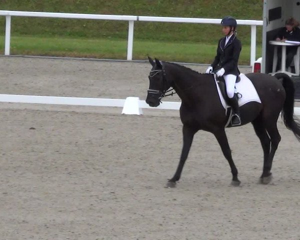 Reitturnier Bülach 2023