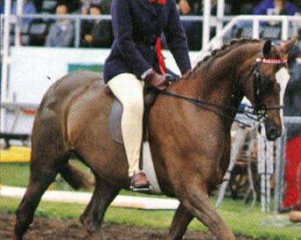 broodmare Keston Rosetta (British Riding Pony, 1981, from Wingrove Minkino)