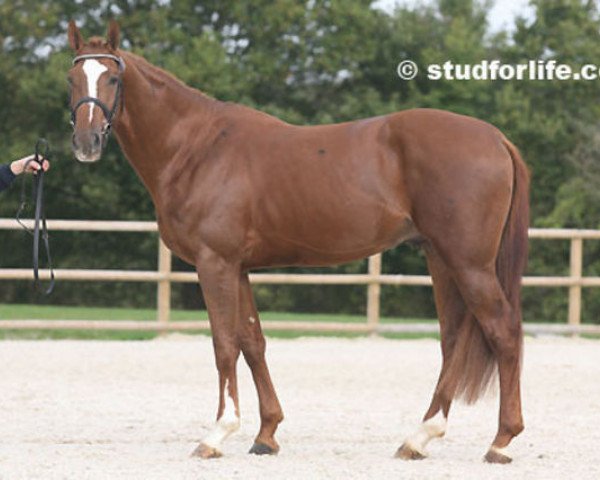 stallion Siwing de Triaval (Selle Français, 2006, from Bon Ami)