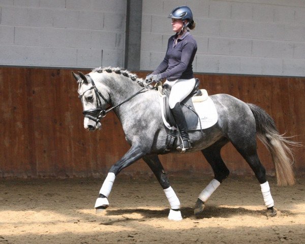 dressage horse Heiligenbergs Reich und Sexy (German Riding Pony, 2013, from Rex the Robber)