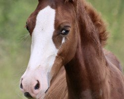 Springpferd Heiligenbergs Königskind (Deutsches Reitpony, 2023, von Heiligenbergs Karl der Große)