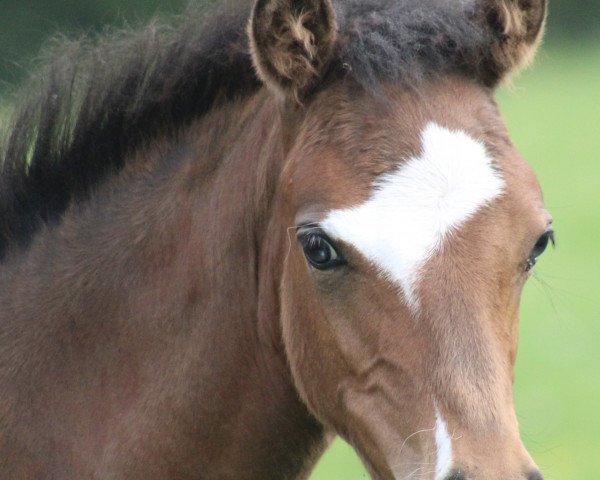 Springpferd Heiligenbergs Karls Komet (Deutsches Reitpony, 2023, von Heiligenbergs Karl der Große)