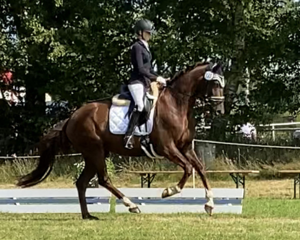 dressage horse For Glamour (Hanoverian, 2018, from Finnigan)