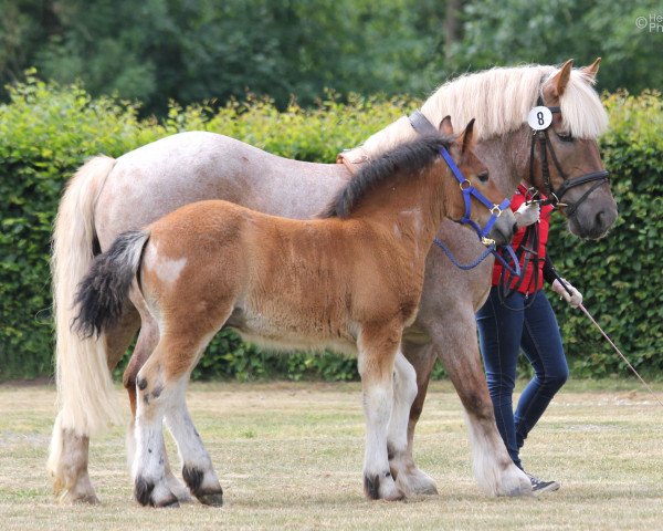 broodmare Heyly (Rhenish-German Cold-Blood, 2009, from Hurrican)