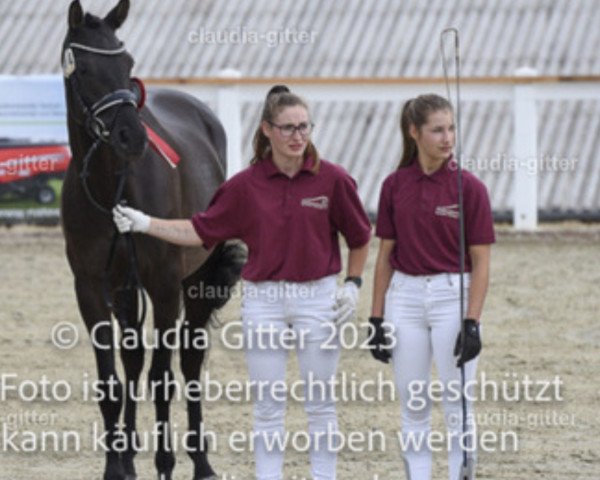 Dressurpferd Balalaika 31 (Deutsches Sportpferd, 2017, von Morricone)