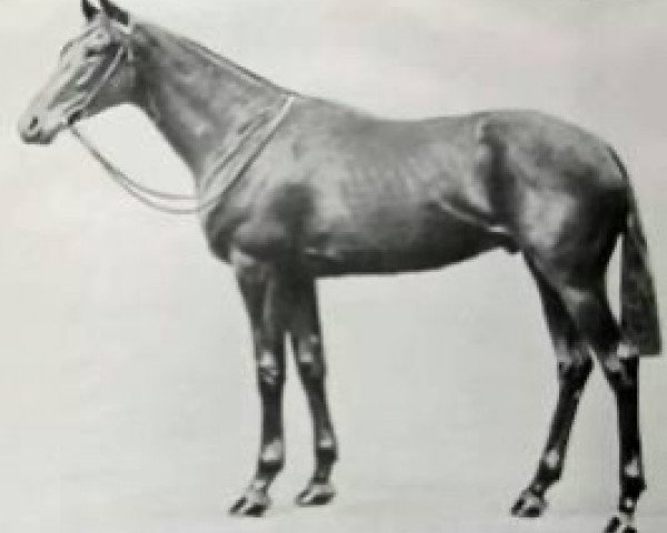 stallion Tom Pinch xx (Thoroughbred, 1921, from Hurry On xx)