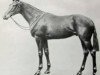 stallion Tom Pinch xx (Thoroughbred, 1921, from Hurry On xx)