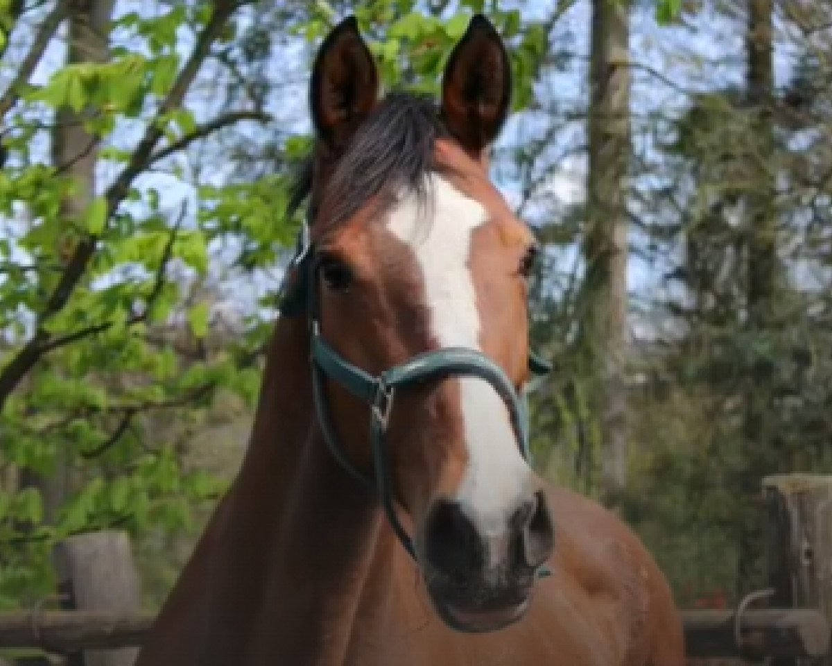 broodmare Cassandra V (Holsteiner, 2010, from Quirado)
