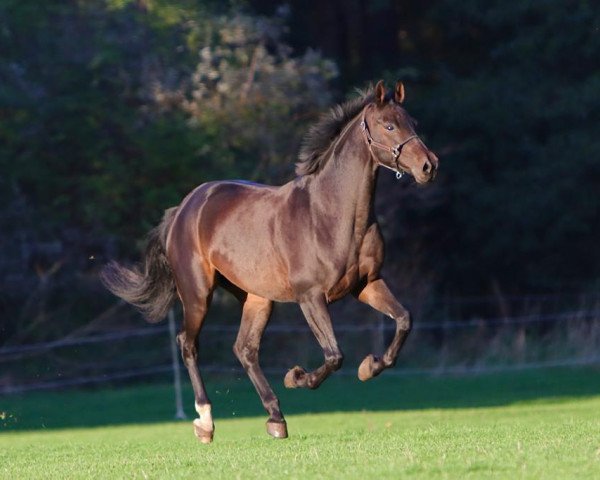 dressage horse Fürst Forino (Rhinelander, 2012, from Fürstenball)