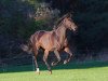 dressage horse Fürst Forino (Rhinelander, 2012, from Fürstenball)