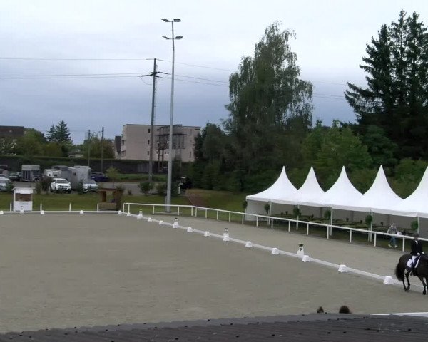 Reitturnier Bülach 2023