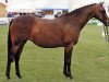 Zuchtstute Whalton Heavens Above (British Riding Pony, 1982, von Whalton Morning Glory)