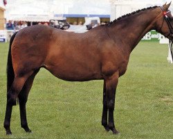 broodmare Whalton Heavens Above (British Riding Pony, 1982, from Whalton Morning Glory)