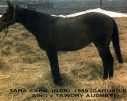 broodmare Tara Cara xx (Thoroughbred, 1975, from Caruso xx)