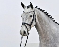 jumper Constapero PS (Oldenburg show jumper, 2019, from Conthargos)