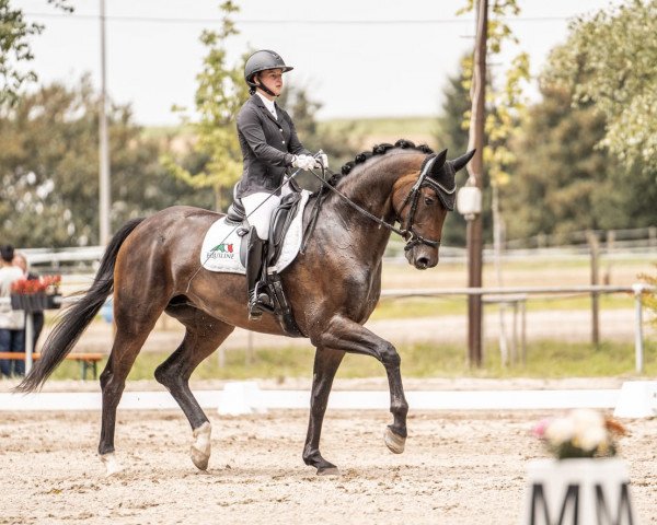 dressage horse Direkt Ins Herz (Hanoverian, 2018, from Don Martillo)