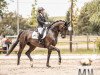 dressage horse Direkt Ins Herz (Hanoverian, 2018, from Don Martillo)