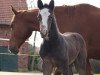 jumper Hengst von Grey Butt / Edward (Hanoverian, 2023, from Grey Butt)