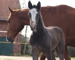 Springpferd Hengst von Grey Butt / Edward (Hannoveraner, 2023, von Grey Butt)